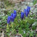 صورة Gentiana phyllocalyx C. B. Cl.