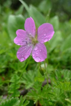 Image of Geranium donianum Sweet