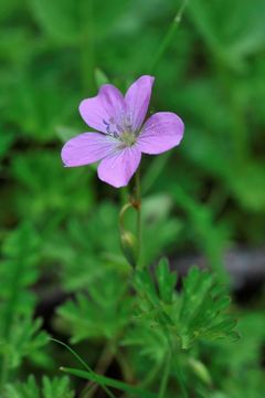 Imagem de Geranium donianum Sweet