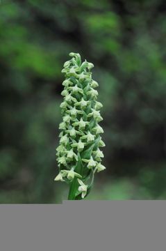 Gymnadenia orchidis Lindl.的圖片