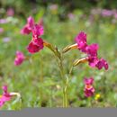 Image of <i>Senghasiella glaucifolia</i> (Bureau & Franch.) Szlach.