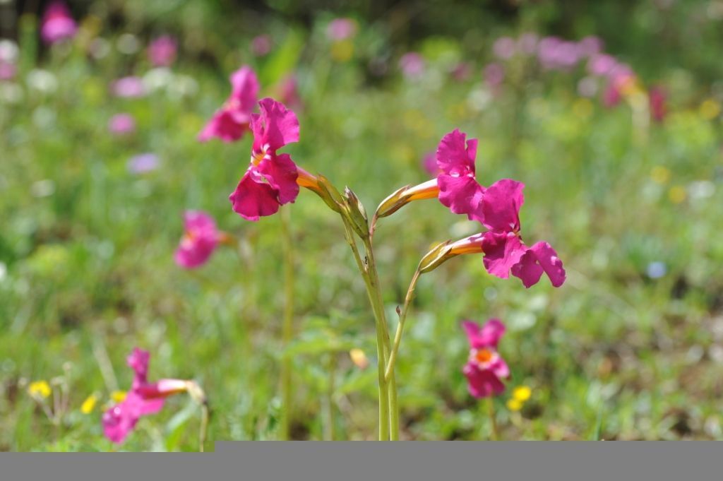 Image of <i>Senghasiella glaucifolia</i> (Bureau & Franch.) Szlach.