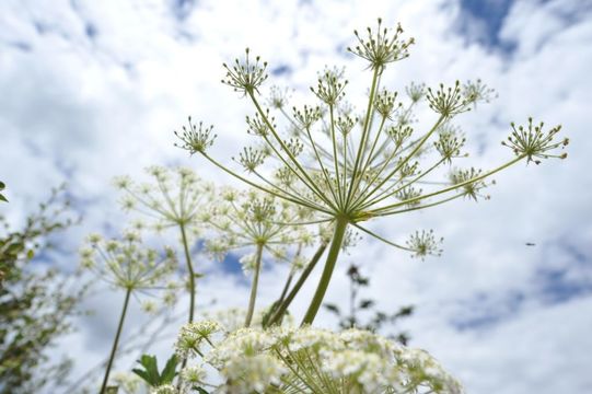 Plancia ëd <i>Heracleum candicans</i> Wallich ex de Candolle