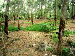 Image of Para rubber tree