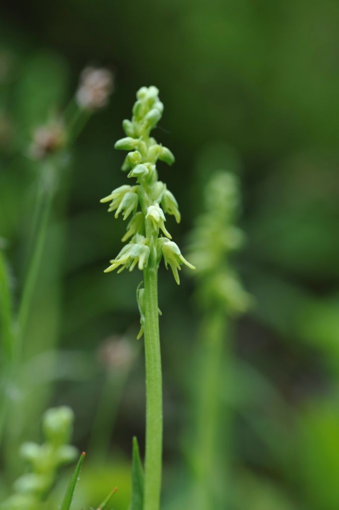 Imagem de Herminium monorchis (L.) R. Br.