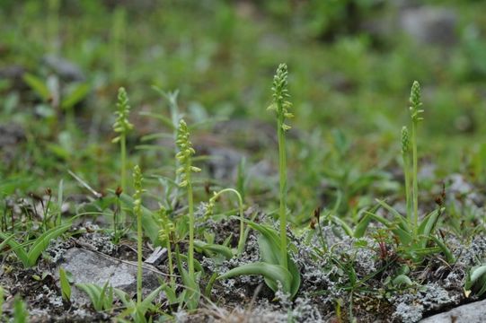 Image of Musk orchid