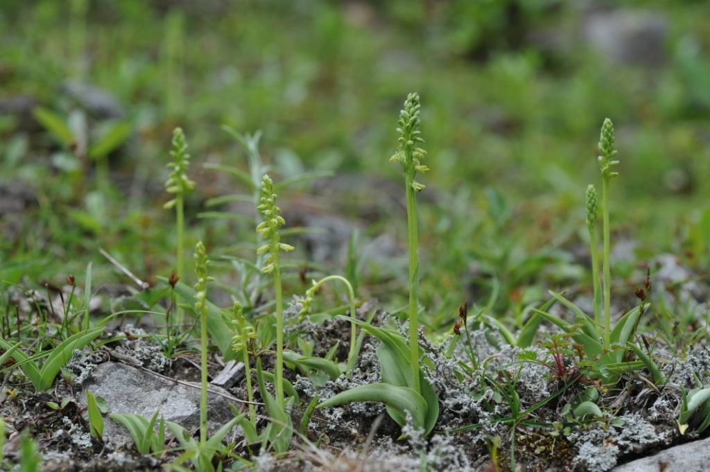 Image of Musk orchid