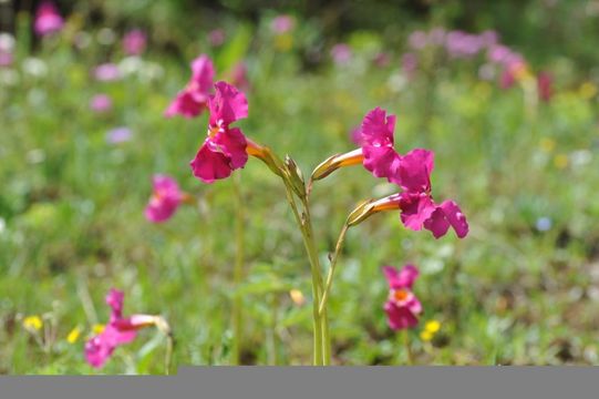 Image de Incarvillea mairei (H. Lév.) Grierson