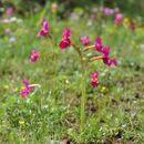 صورة Incarvillea mairei (H. Lév.) Grierson