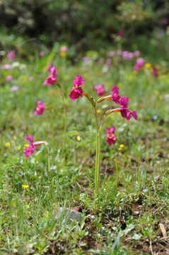 صورة Incarvillea mairei (H. Lév.) Grierson