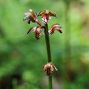 Image de Linaria thibetica Franch.