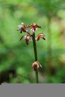 Imagem de Linaria thibetica Franch.