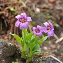 Imagem de Omphalogramma vinciflorum (Franch.) Franch.