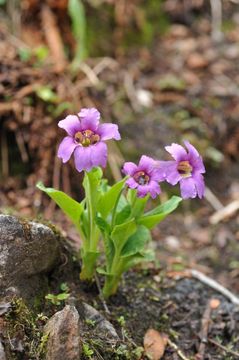 Image of Omphalogramma vinciflorum (Franch.) Franch.