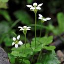 Image of Parnassia delavayi Franch.