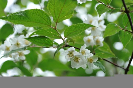 Image of Philadelphus delavayi L. Henry