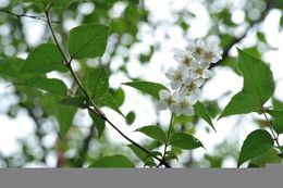 Image of Philadelphus delavayi L. Henry