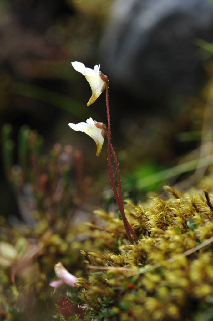 Image of Pinguicula alpina L.