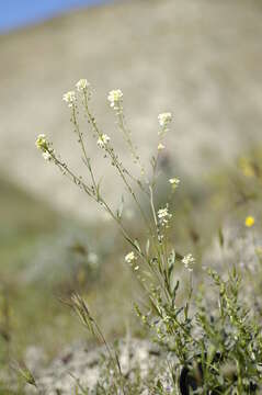 Sivun Lepidium jaredii Brandegee kuva