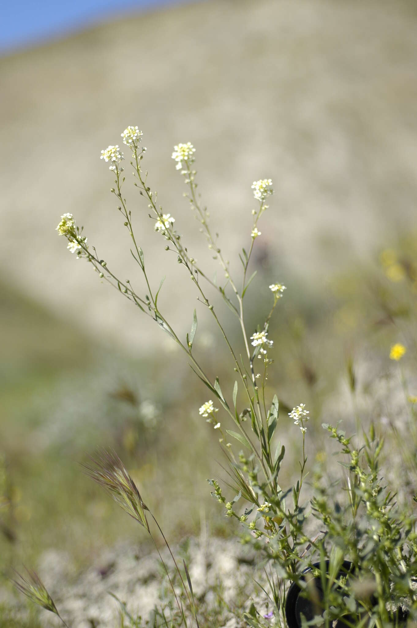 Image of Jared's pepperweed