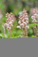 Image de Pyrola calliantha Andres