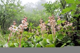 Image de Pyrola calliantha Andres