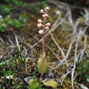 Image de Pyrola sororia Andres