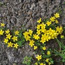 Image of Ranunculus glabricaulis (Hand.-Mazz.) L. Liou