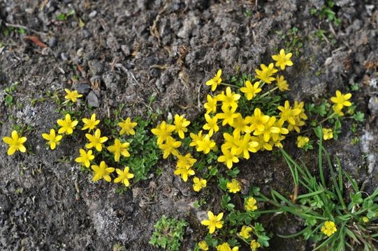 Image of Ranunculus glabricaulis (Hand.-Mazz.) L. Liou