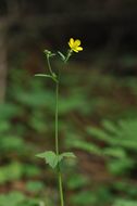 Image of Ranunculus hirtellus Royle