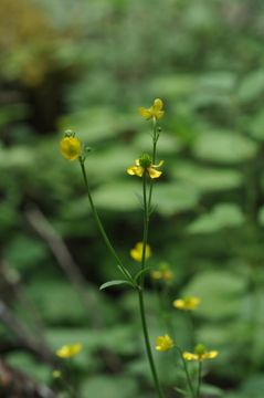 صورة Ranunculus hirtellus Royle