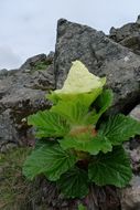 Image of Noble rhubarb