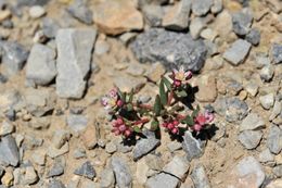 Image of Rhodiola smithii