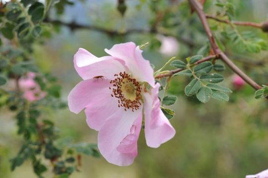 Image of Rosa praelucens Bijh.