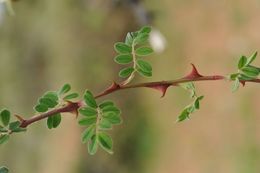 Image of Rosa praelucens Bijh.