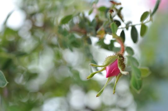 Image of Rosa praelucens Bijh.