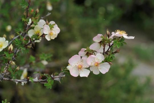 Rosa sericea Lindl. resmi