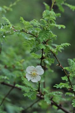 Image of Rosa sericea Lindl.