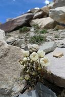 Imagem de Saxifraga punctulata Engl.