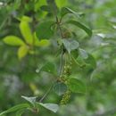 Image of Schisandra grandiflora (Wall.) Hook. fil. & Thoms.