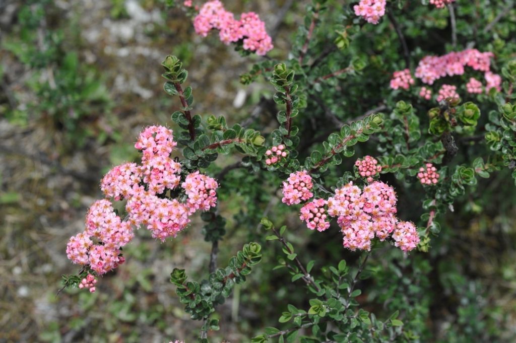 صورة Spiraea arcuata Hook. fil.