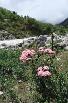 صورة Spiraea arcuata Hook. fil.