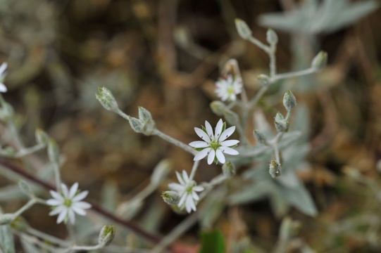 Image of Stellaria patens D. Don