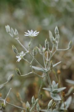 Image of Stellaria patens D. Don