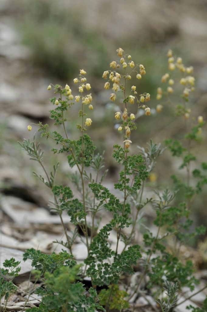 Image de Thalictrum foetidum L.