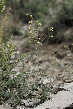 Thalictrum foetidum L.的圖片