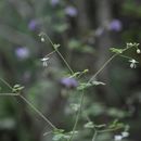 Image of Thalictrum rostellatum Hook. fil. & Thoms.