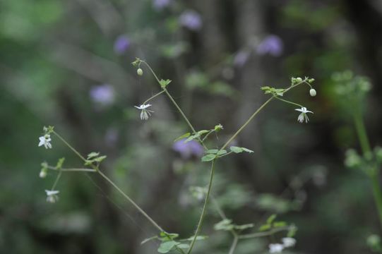 Image of Thalictrum rostellatum Hook. fil. & Thoms.