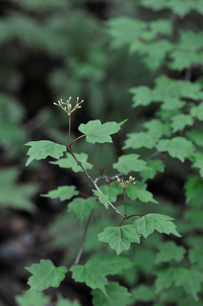 Image de Viburnum kansuense Batalin.