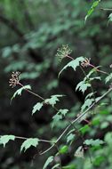 Image de Viburnum kansuense Batalin.